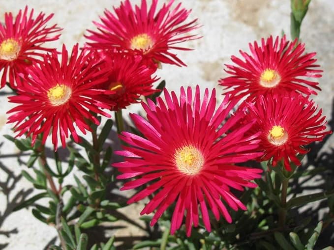 Bright Red Ice Plant Seeds for Planting home garden flower bed