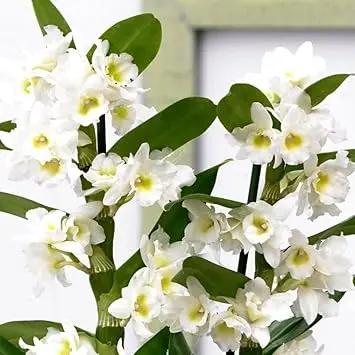 White Dendrobium Flower Seeds for Planting - NON GMO Seeds Dhara Seeds