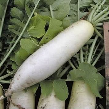 Radish Seeds for Planting