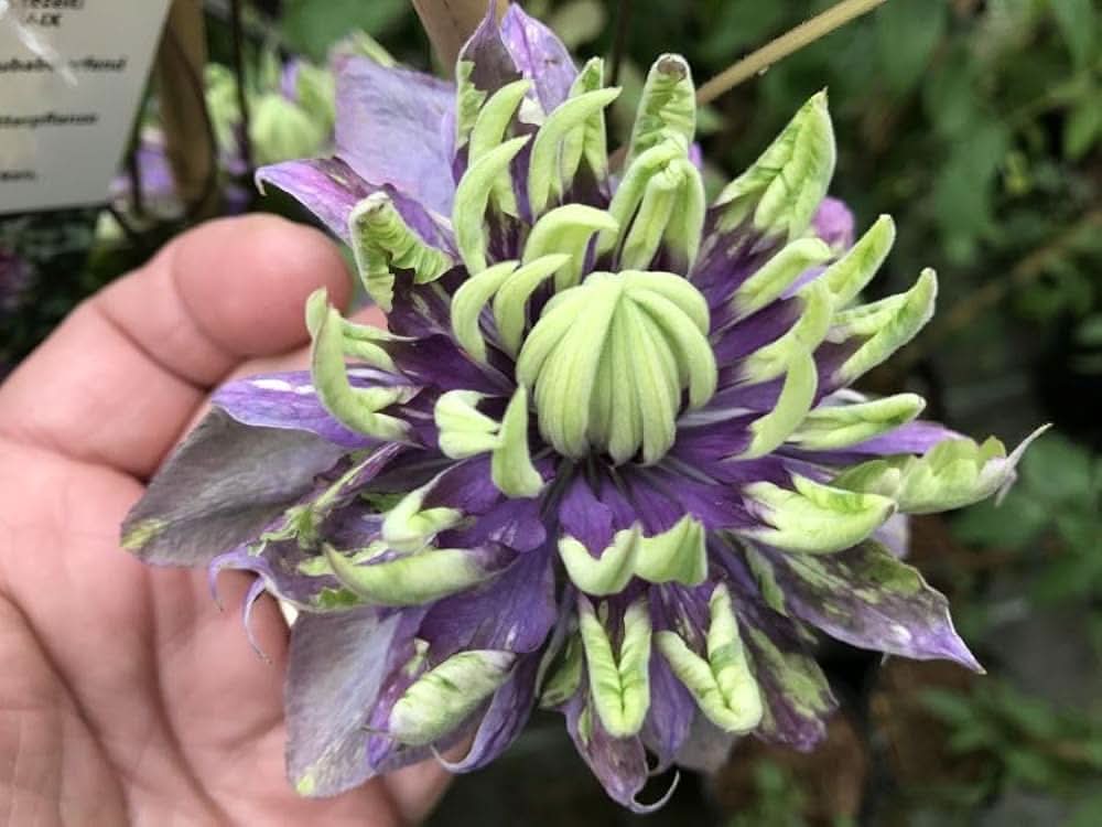 Clematis vines grown from seeds with small green leaves and climbing habit