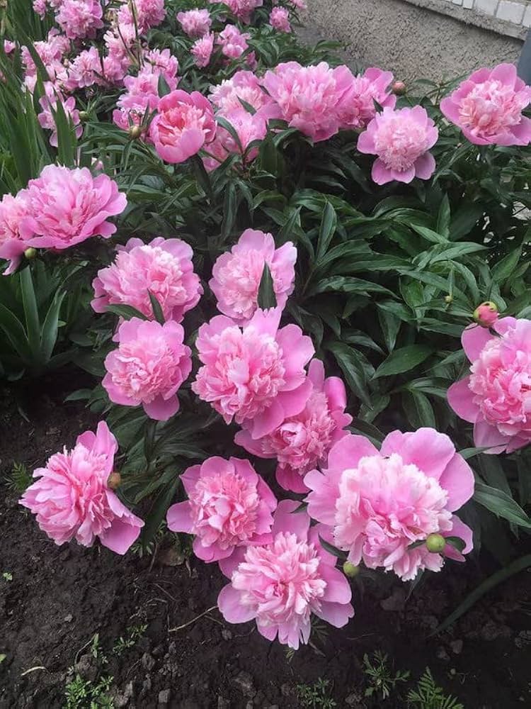 Rosa Rockii Tree Peony Seeds - Professional Pack with Seeds for Light Fragrance