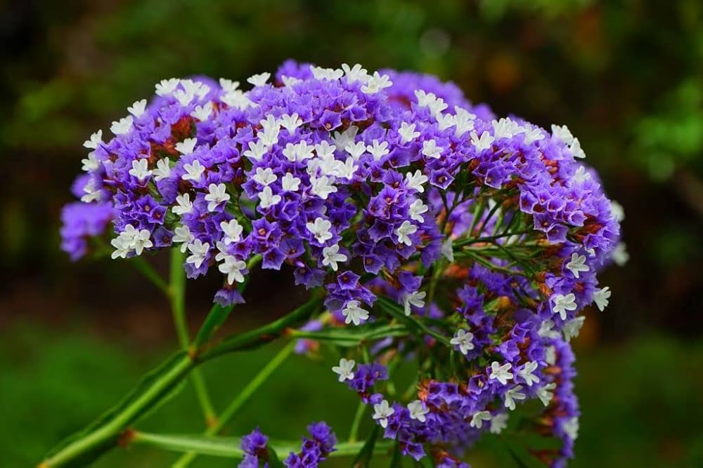 Statice flower – purple seeds for planting in cut flower garden