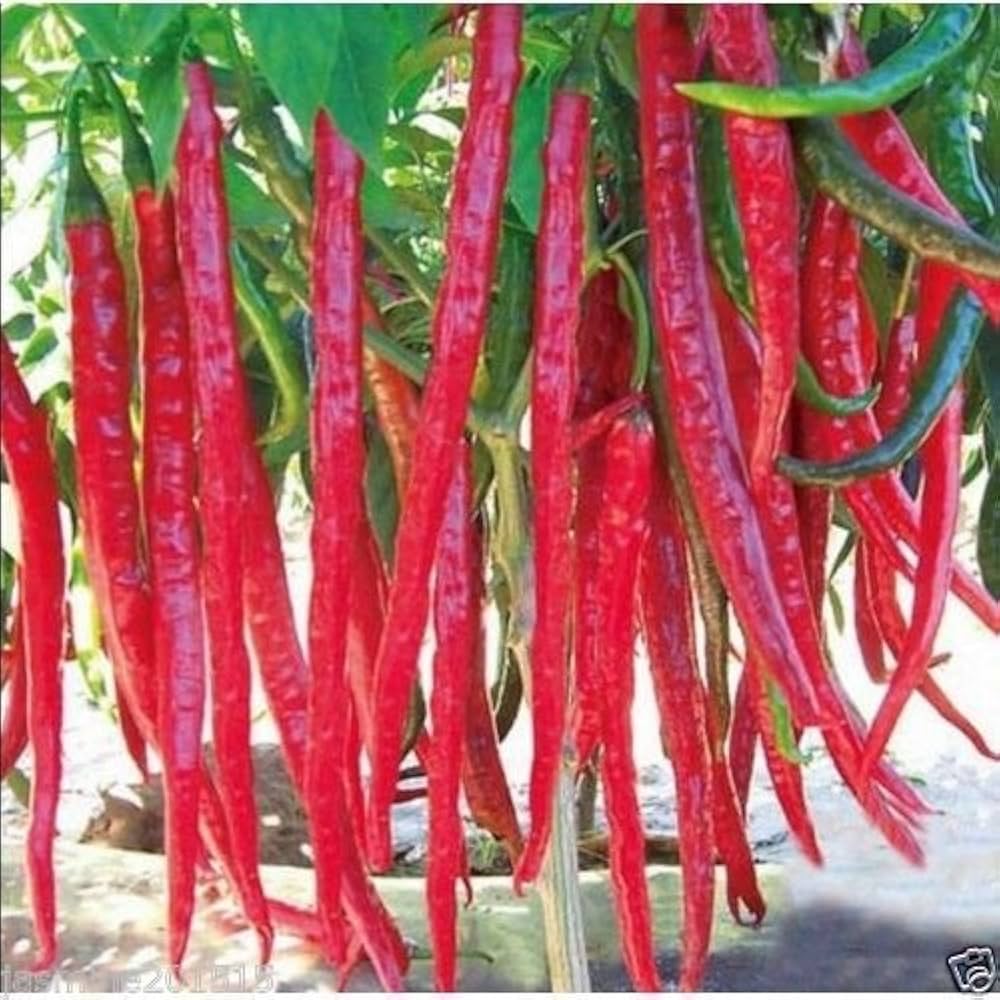 Red Spicy Hot Long Chili Seeds - Pieces for Patio Plant Vegetable Gardening