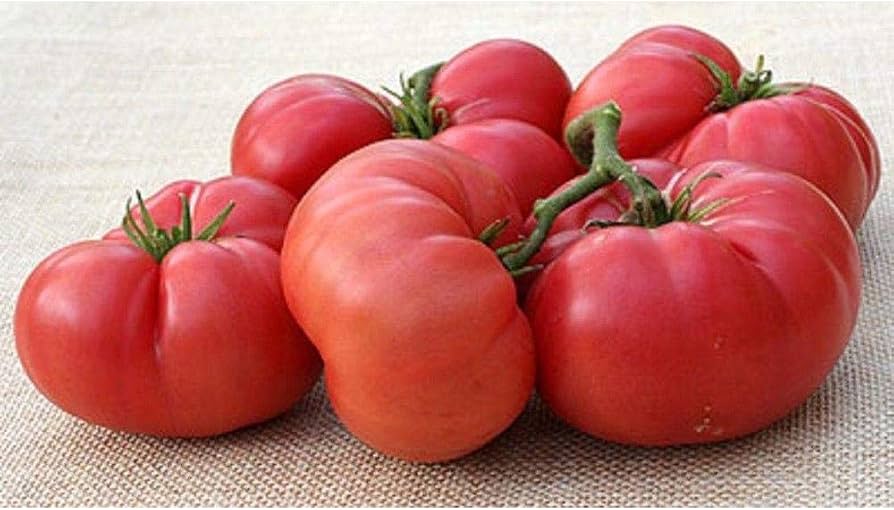 New Big Dwarf Tomato Seeds Solanum lycopersicum for Planting in Small Garden and Urban Beds