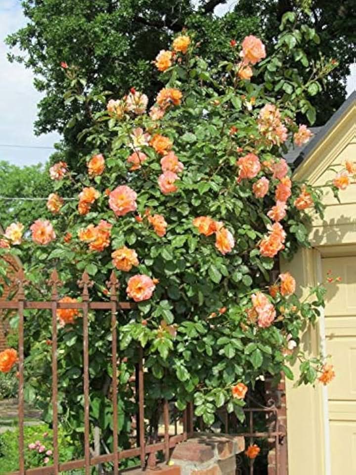 Light Orange Climbing Rose Seeds for Planting - Heirloom & Non-GMO Seeds for Home Garden