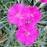 Bright fragrant Dianthus Cheddar Pink flower seeds