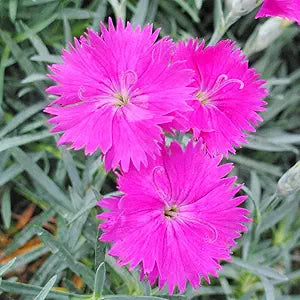 Bright fragrant Dianthus Cheddar Pink flower seeds