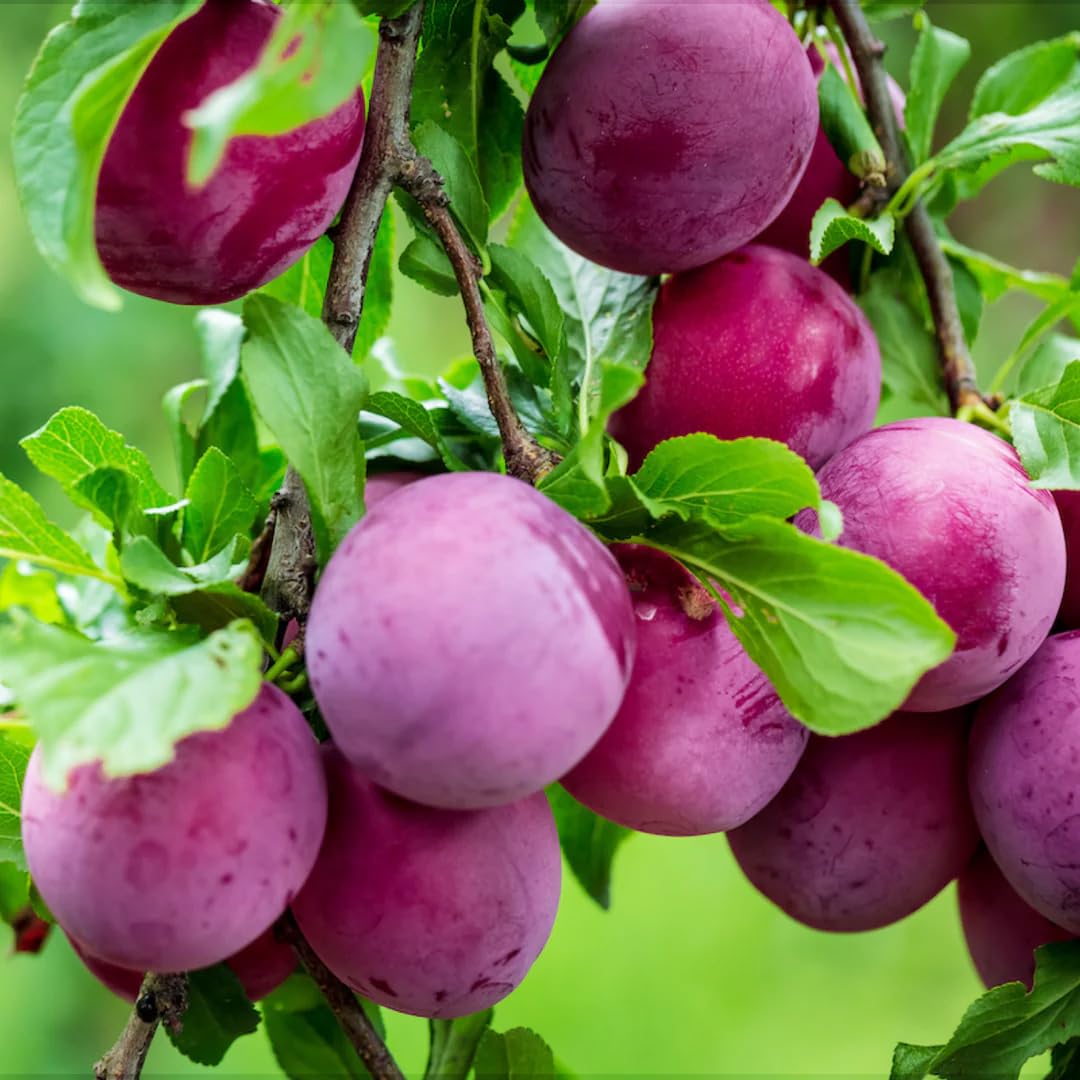 Beach Plum Prunus maritima Fruit Seeds for Planting in Coastal Garden