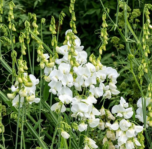 White Lathyrus Flower - Heirloom, Non - Gmo Seeds