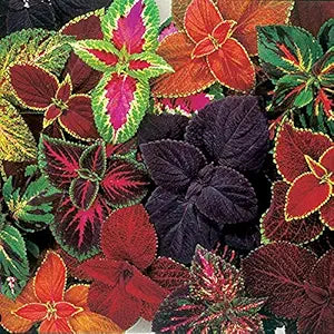 Coleus Plectranthus scutellarioides flower seeds for planting in indoor pots or shaded beds