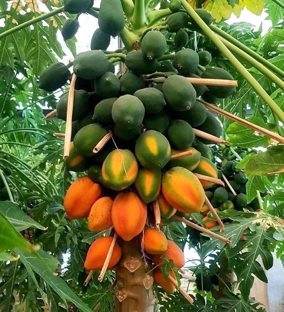 Papaya Carica papaya Tree Seeds for Planting in Tropical Garden