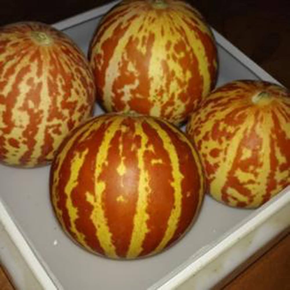 Cucurbita Vegetable Seeds for Planting