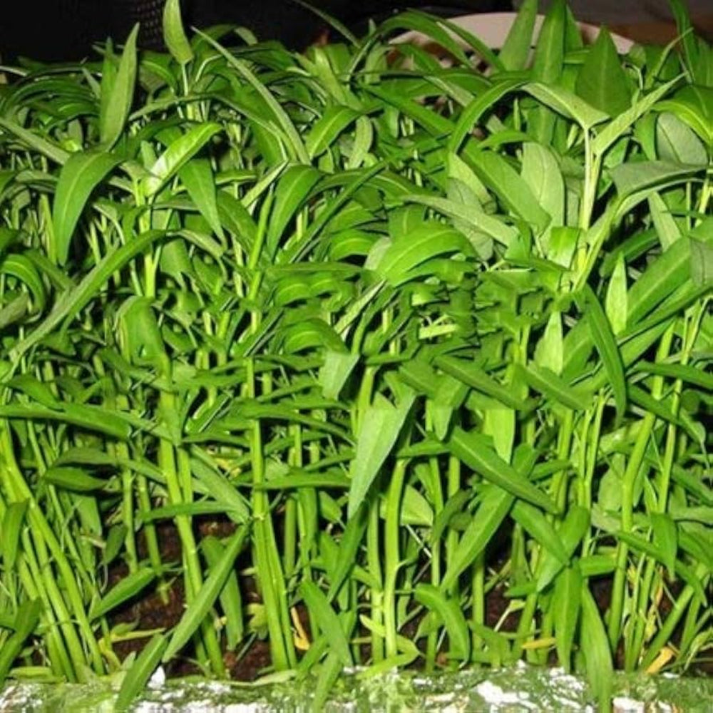 Pak-Boong Seeds for Planting