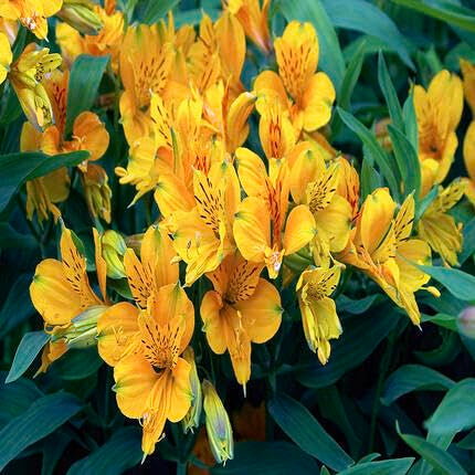 Alstroemeria Flower Yellow