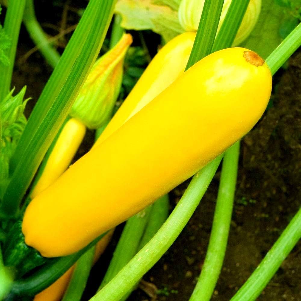 Golden Zucchini Summer Squash Seeds for Vibrant Yellow Harvests