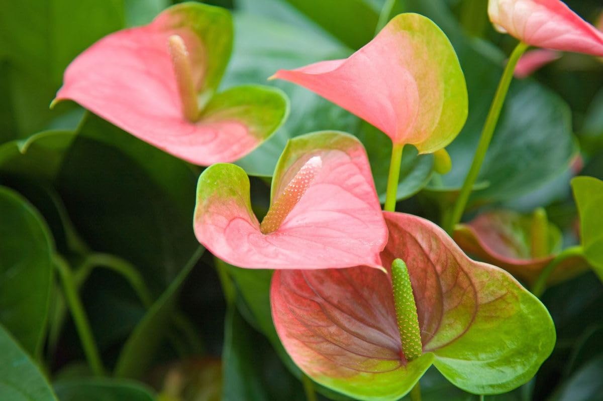 Anthurium Andraeanu Flower Seeds for Planting