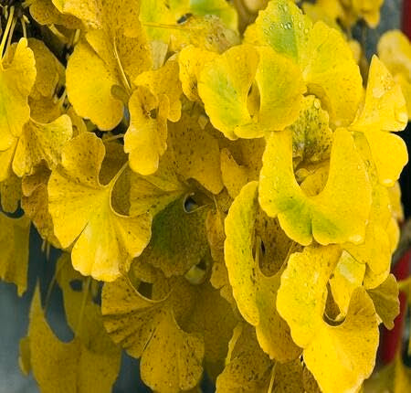 Green Yellow Ginkgo Tree - Heirloom, Non - Gmo Seeds