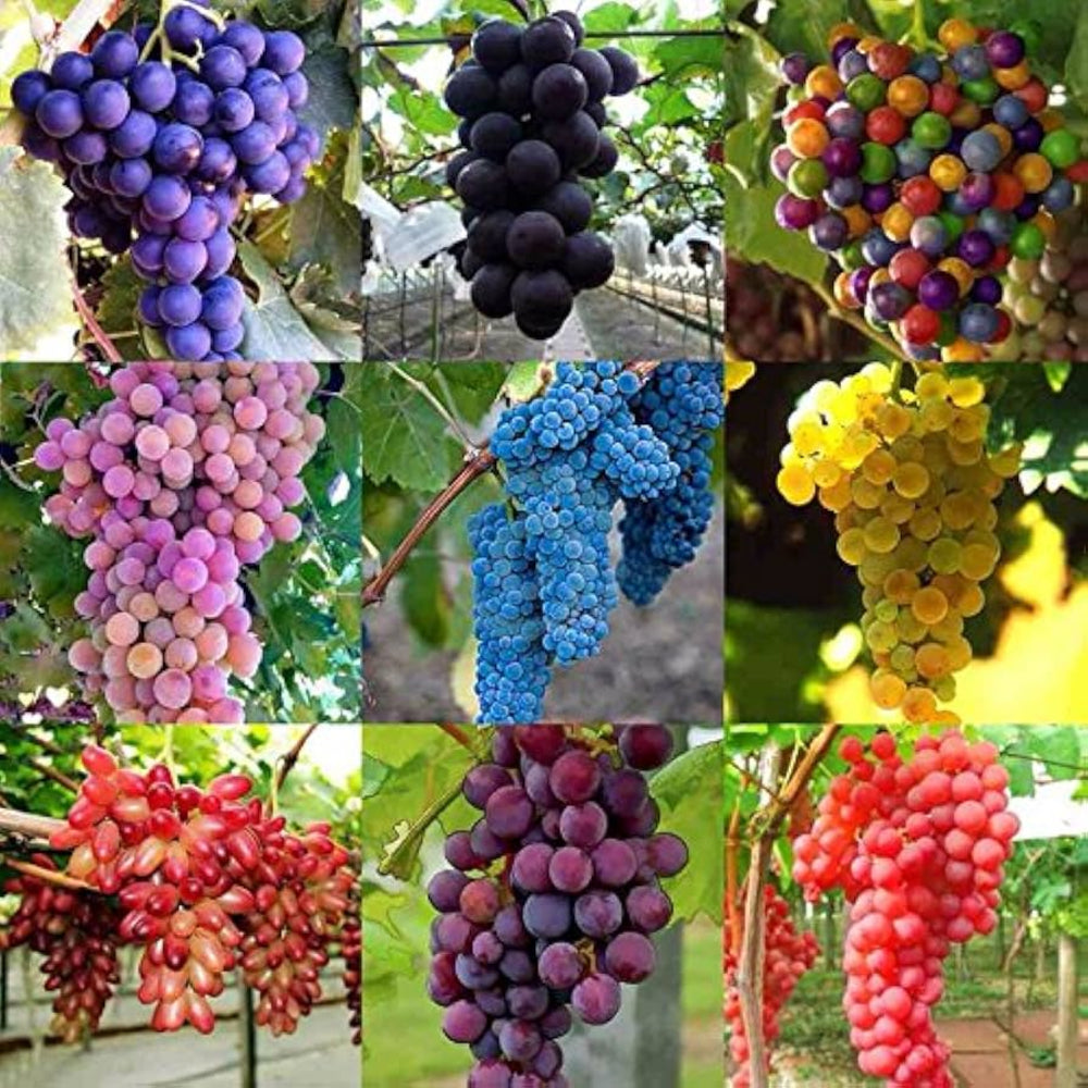 Mixed Grape Fruit Seeds – Sweet, Sour, and Delicious-Heirloom & non GMO seeds