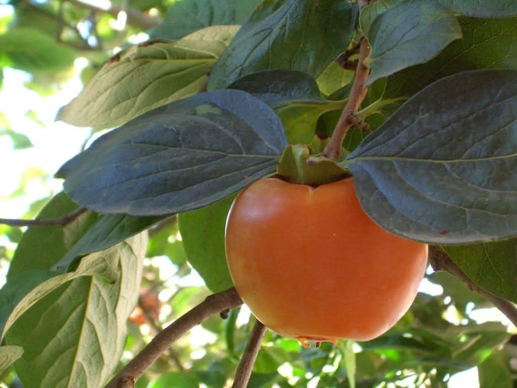 Suculentas caqui fruit seeds