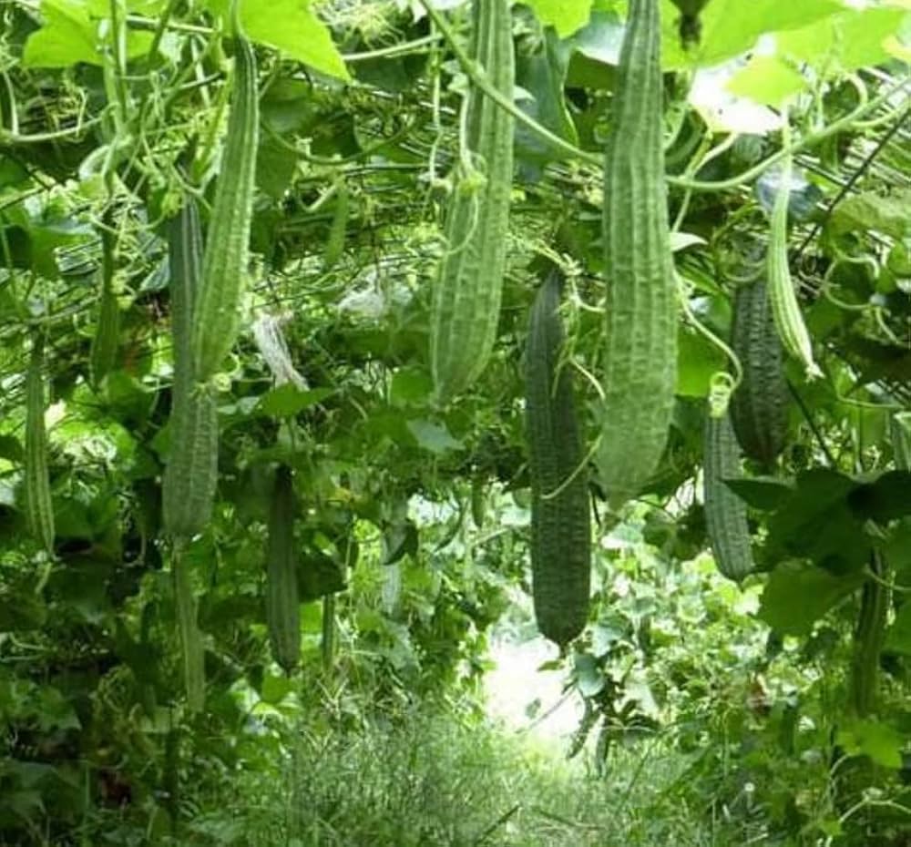 Angled Gourd Seeds for Planting