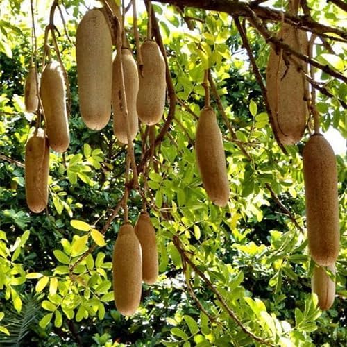 Green Sausage Fruit