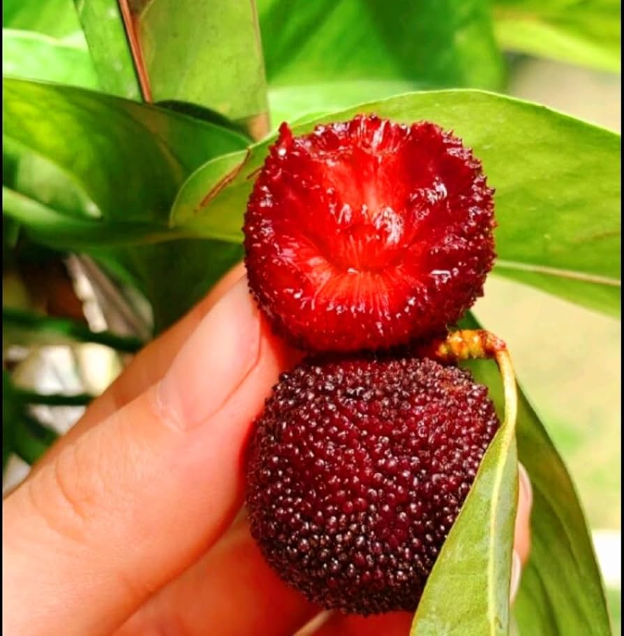 Red Bayberry Seeds pcs Delicious Fruit Plant Four Seasons