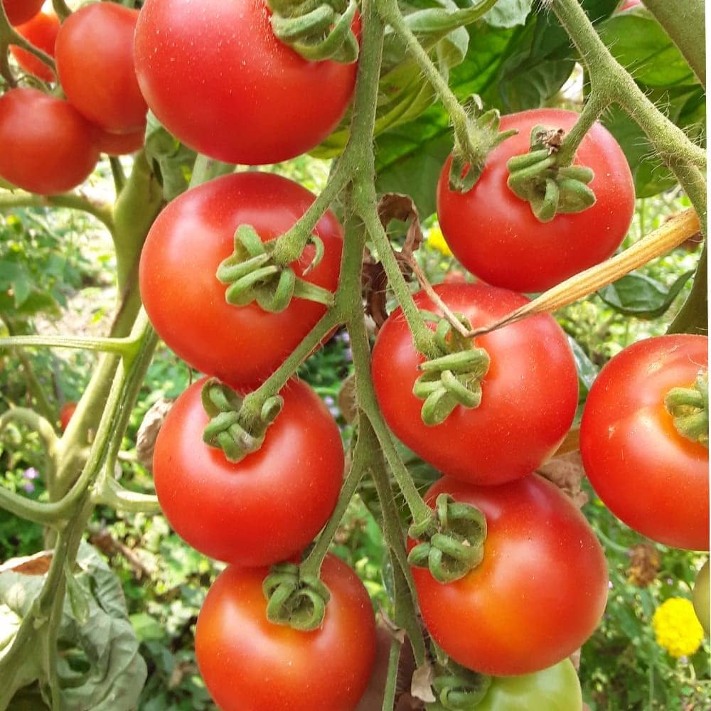 Tomato – Solanum lycopersicum – for planting in home garden