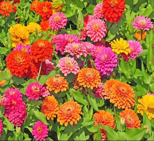 Zinnia Flower - Heirloom, Non - Gmo Seeds