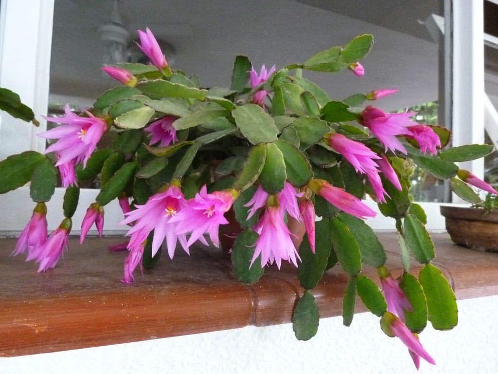 Hatiora Rosea ~ Rose Easter Cactus ~ Stunning Pink Flowers ~ Rare Seeds for Rare Cactus Gardens