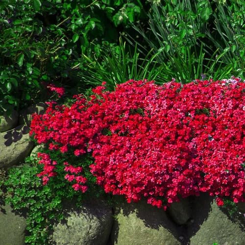 Aubrieta Flower Red - Heirloom, Non - Gmo Seeds