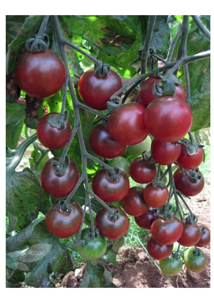 Rosella Tomato Seeds for Planting Solanum Lycopersicum vegetable patch balcony garden
