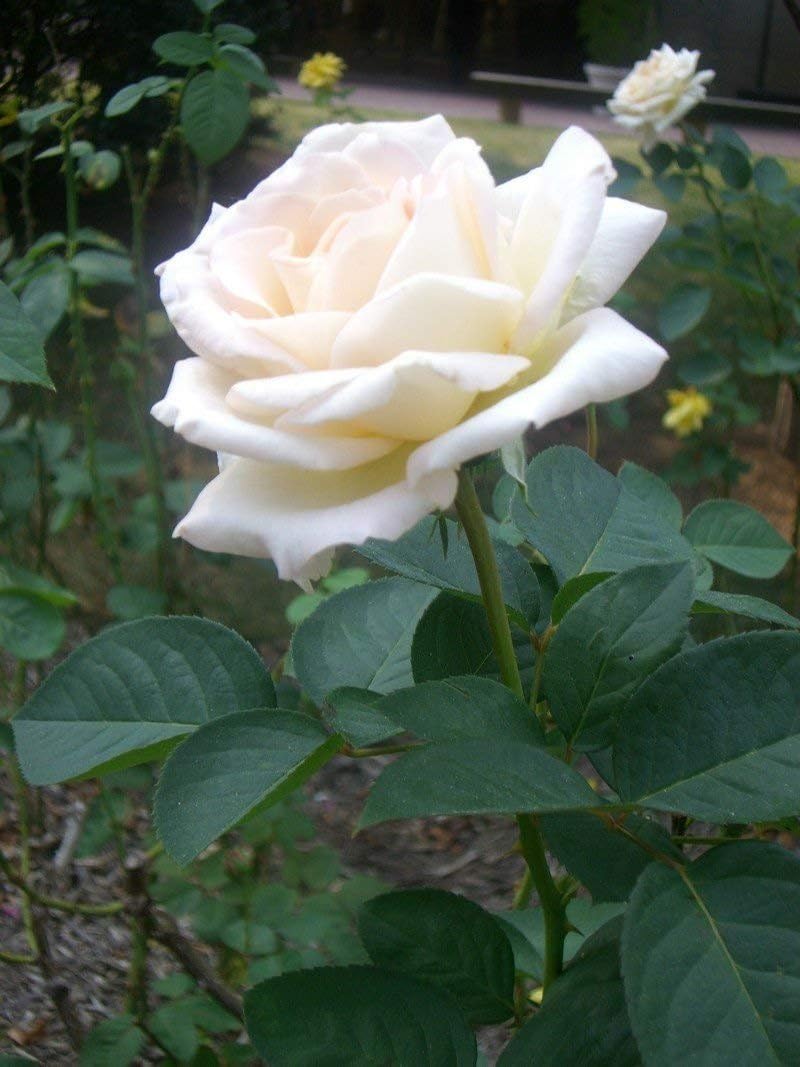 White Swept Away rose seeds (Rosa spp.) for planting in home garden