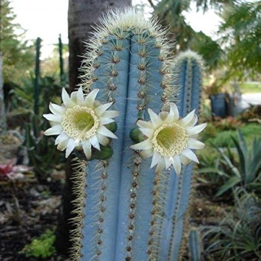 Organic Blue Pilosocereus Plant Seeds for Planting – Heirloom, Non-GMO