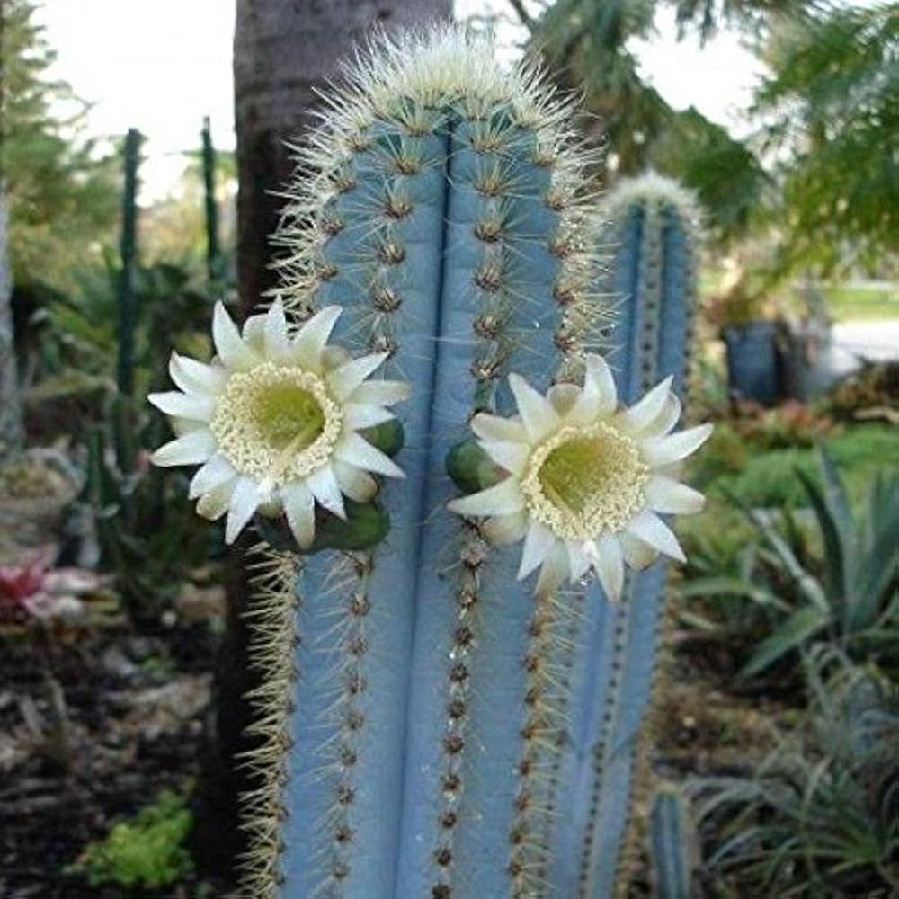 Pilosocereus blue cactus grown from seeds with striking blue stems and spiky ridges