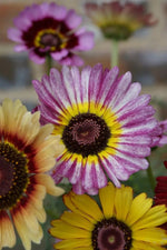 Chrysanthemum Carinatum Flower Seeds Purple for Planting - NON GMO Seeds Dhara Seeds