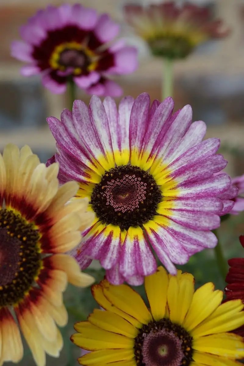 Chrysanthemum Carinatum Flower Seeds Purple for Planting - NON GMO Seeds Dhara Seeds