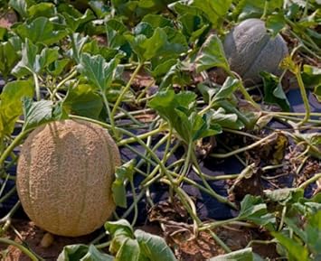 Brown Muskmellon Fruit Heirloom Non Gmo Image