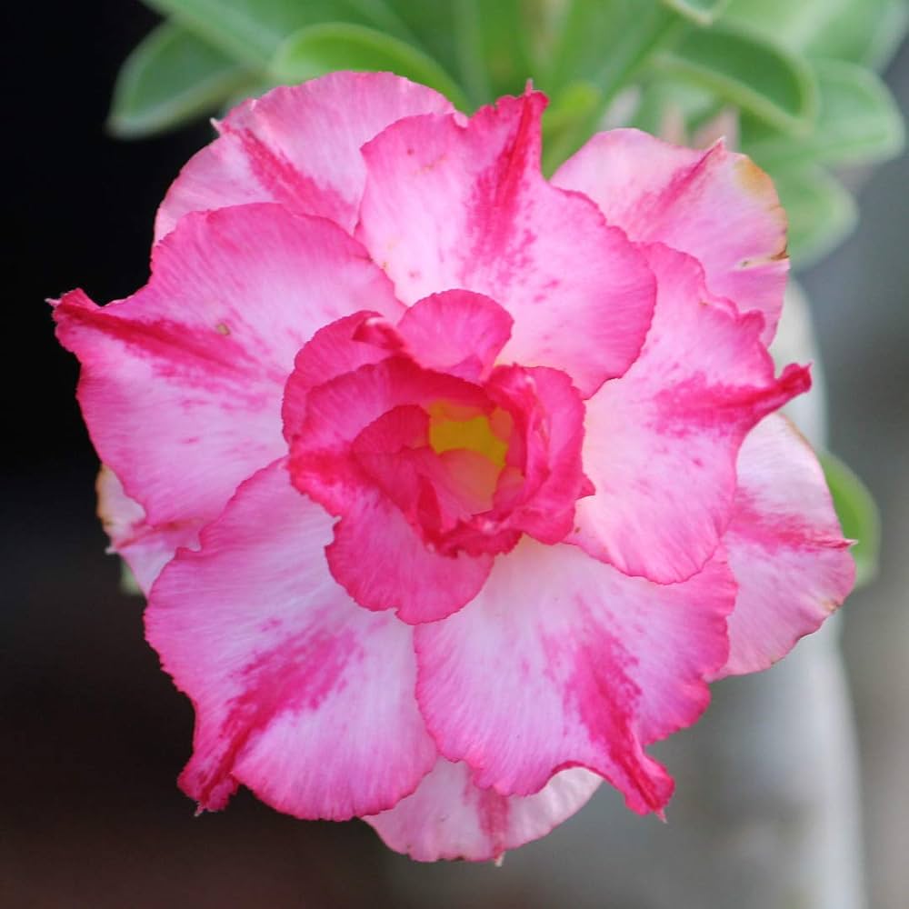 Desert Rose Pink Dream Seeds ( , Adenium Obesum, Bonsai)