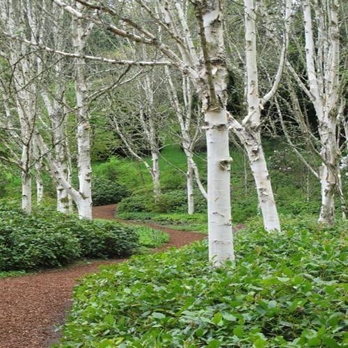 White Paper Birch Tree Seeds