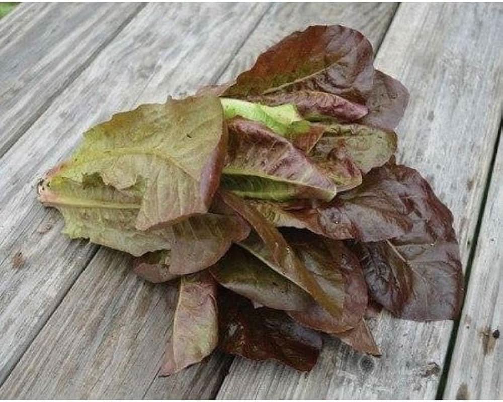 Rouge d’Hiver Romaine Lettuce Heirloom Vegetable Se