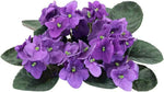 African Violet Flower Seeds – Heirloom, Non-GMO Seeds for Planting Indoor Blooming Plants Dhara Seeds