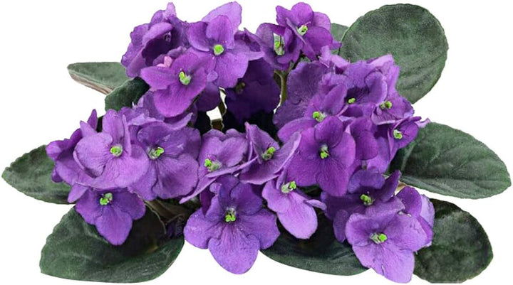 Heirloom Non-GMO African Violet Flower Seeds for Planting – Indoor Blooming Variety