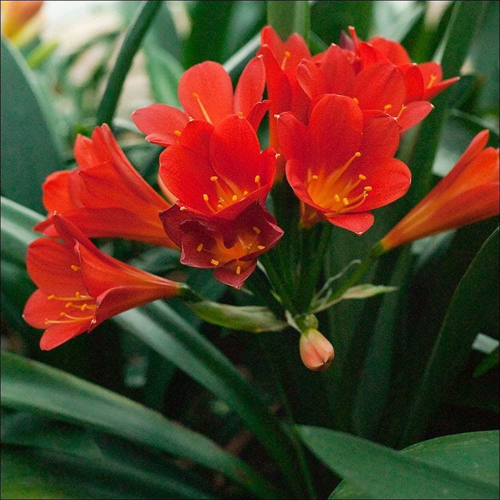 Clivia Lily Seeds for Planting Clivia miniata for shaded beds and patios