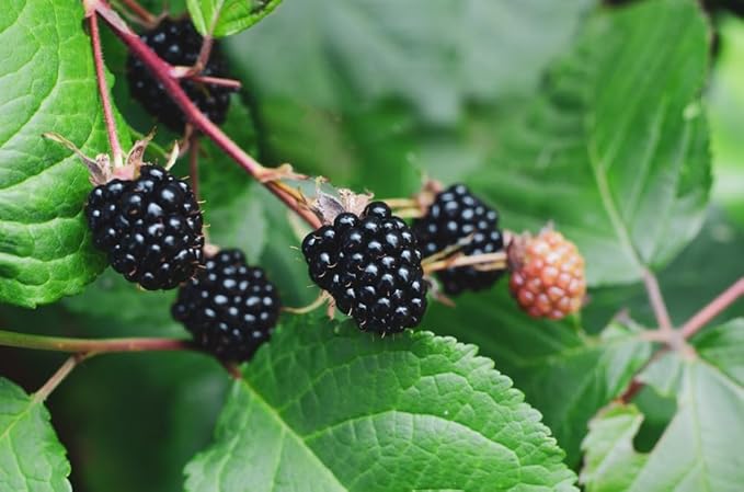 Blackberry Seeds (Rubus fruticosus)