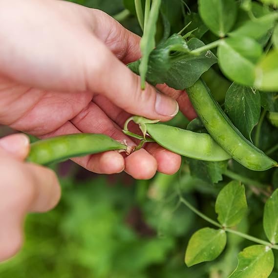 Pea Pisum sativum Sugar Daddy vegetable seeds for planting in vertical garden or home garden beds