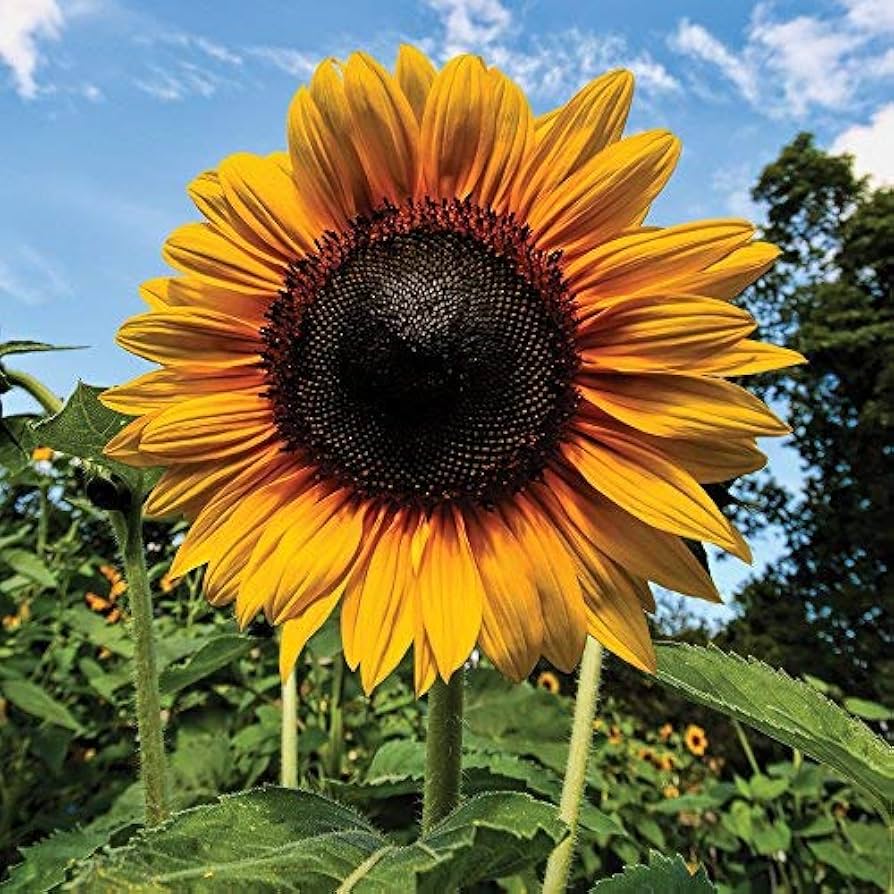 Sunflower Helianthus Annuus Annual Flower Seeds for Planting – Classic Variety for Seasonal Displays and Pollinator Gardens