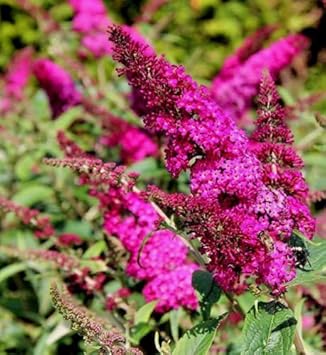 Organic Pink Butterfly Bush Flower Seeds for Planting – Heirloom, Non-GMO for planting in your garden.