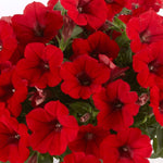 Pelletta Petunia Red Flower Strawberry Dad Dad Seeds