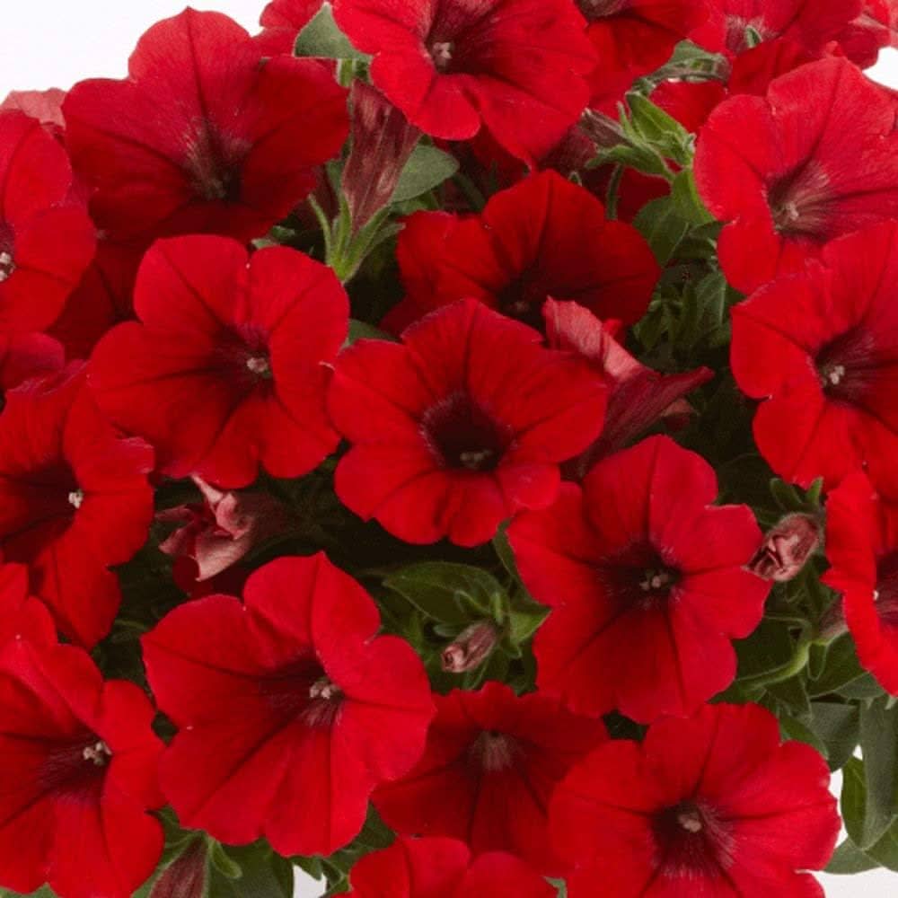 Crimson Red Calibrachoa Petunia Seeds