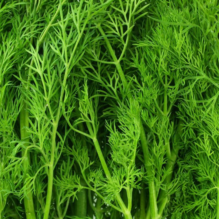 Fragrant Herb Dill Edible Flower Seeds ( ) GroCo